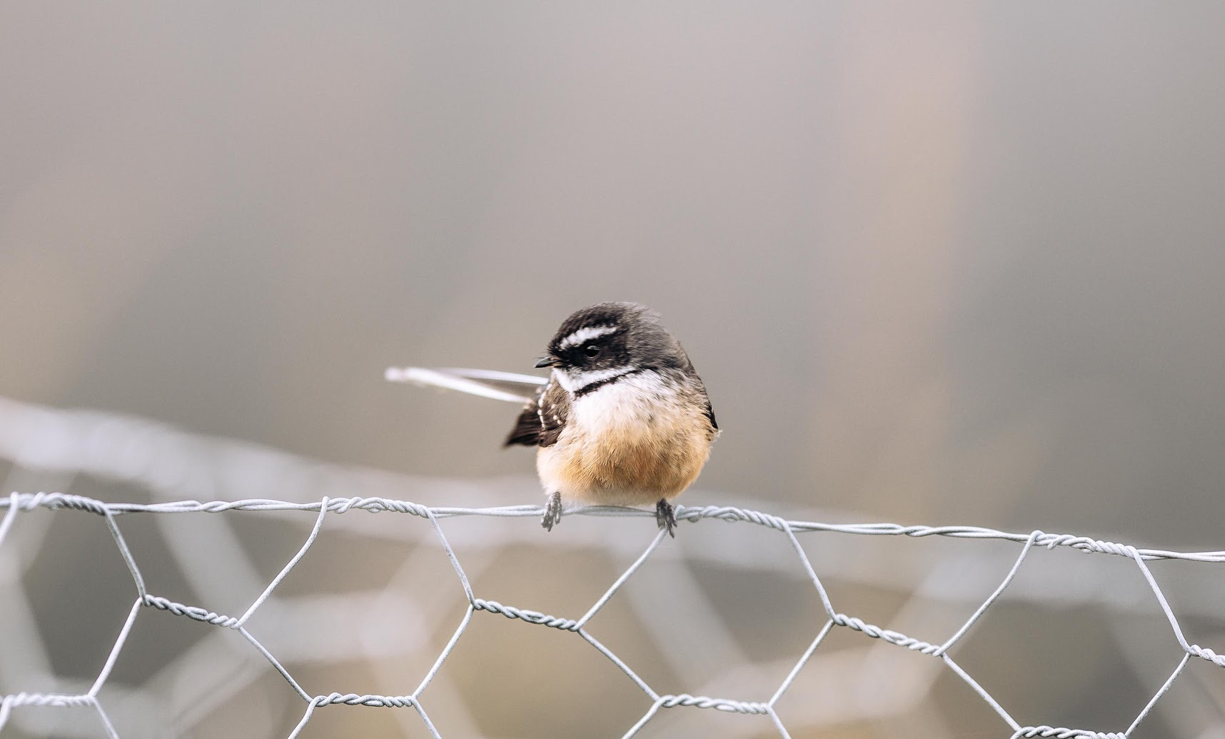 Piwakawaka on a fence