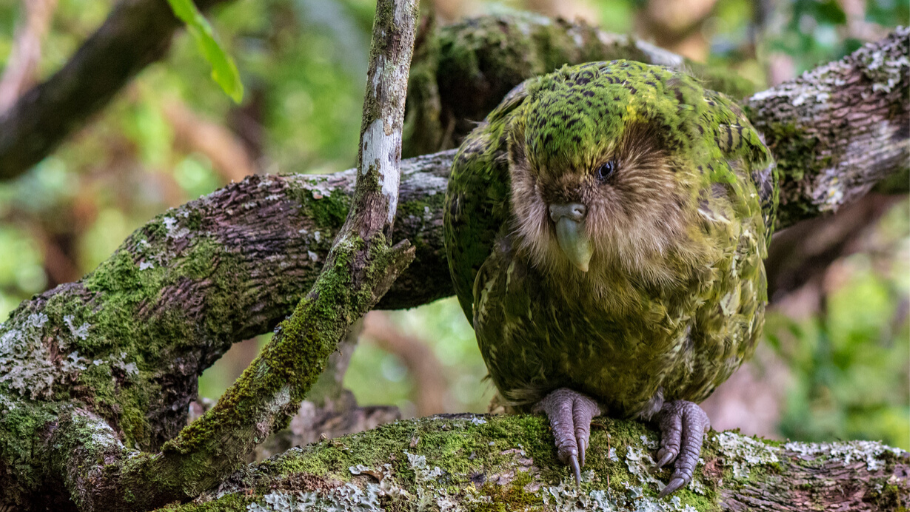 A kakapo on a mossy branch in a forest
