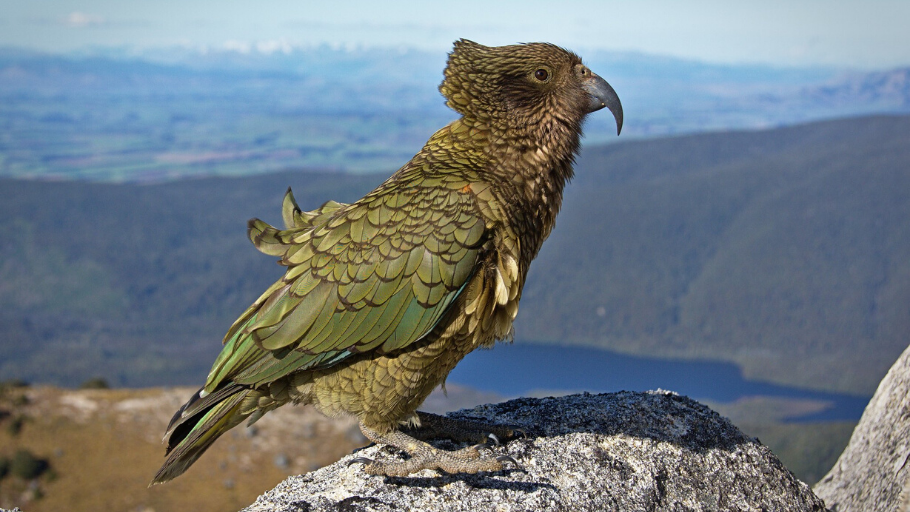 A kea on a rock with its feathers being tussled