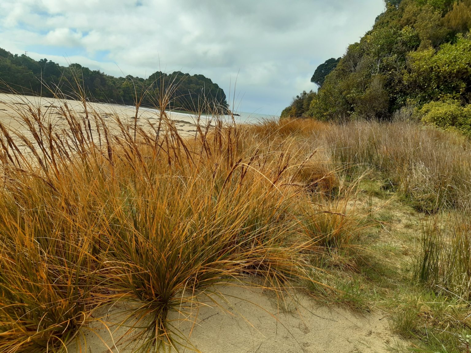 Pingao in dunes