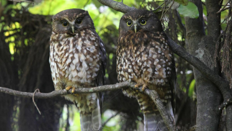 two rūrū sit on a branch