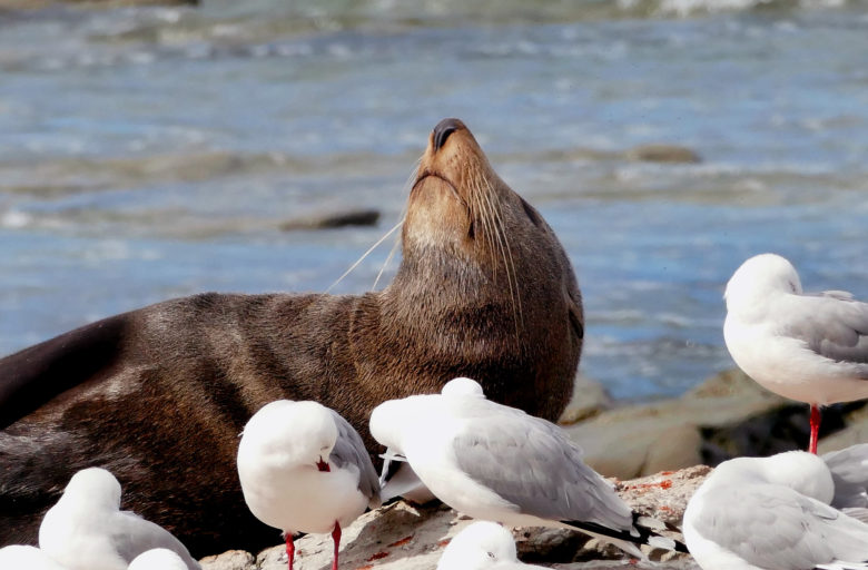 Seal in the sun with sea gulls