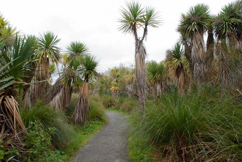 A walkway in cabbage trees
