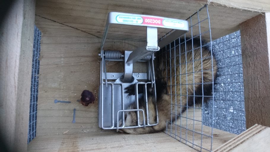 Small ferret caught in a DOC 200 wooden box trap. You can use traps in wetlands