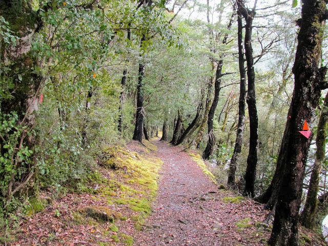 Beech forest and walking track