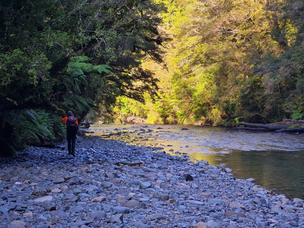 A person in bush gear walks along a river bed away from the camera