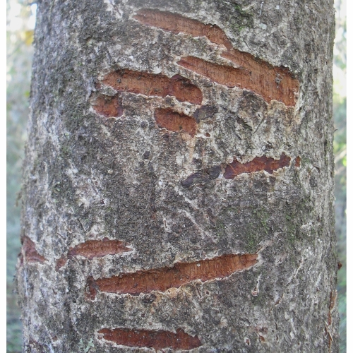 target possums in the bush by finding their marks -Possum bark biting on kamihi
