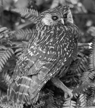 Laughing owl. Adult perched in treefern