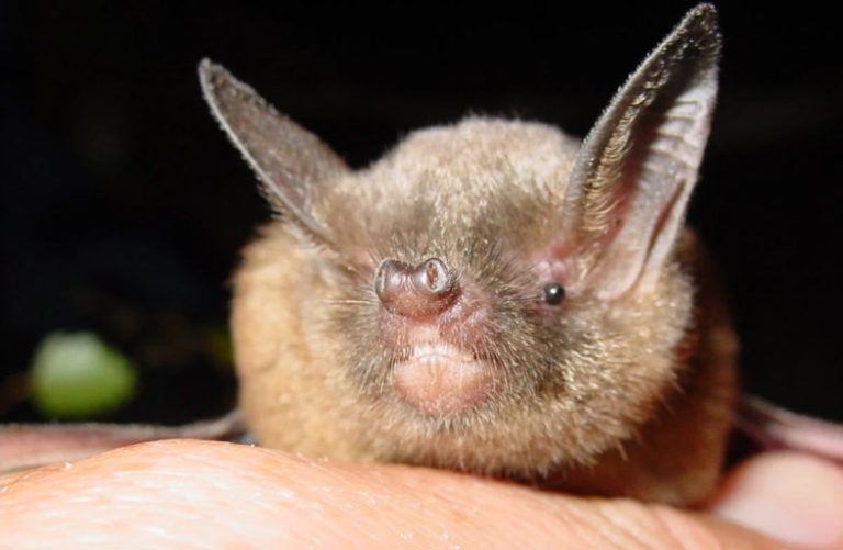 Bird of the year is a bat — go figure!