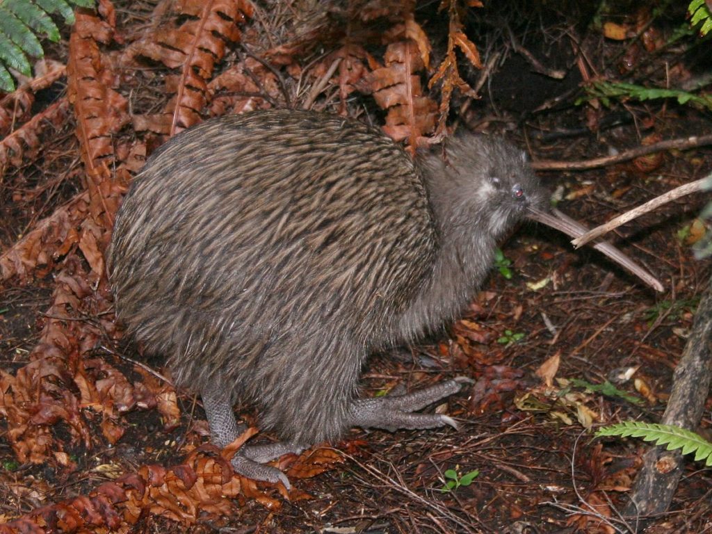 Tokoeka. Image credit: Glen Fergus
target rats in the bush to protect kiwi eggs