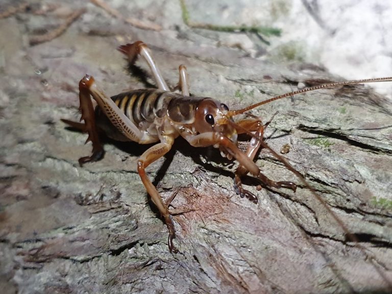 Wellington tree wētā on bark