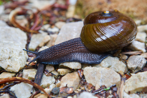 Powelliphanta superba is a taonga (image of snail on rocks)a 