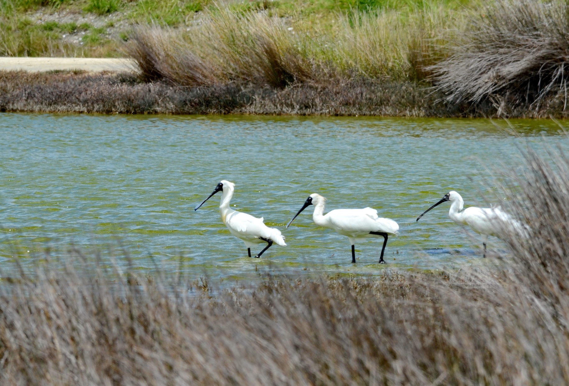 Restoring Treasures with Rings Beach Wetland Group — Predator Free