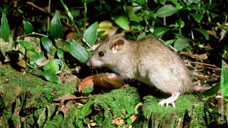 A rat eating a snail