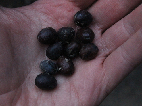 Hinau berries on a hand. Possum control will help fruiting plants 