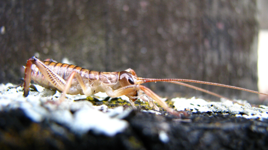 Wētā are frequently eaten by rats. Image credit: ancaro1 (Flickr)