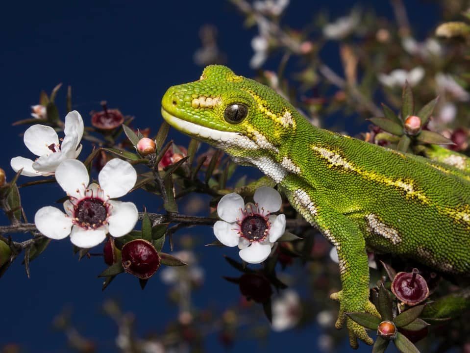 Gecko on a māunka branch