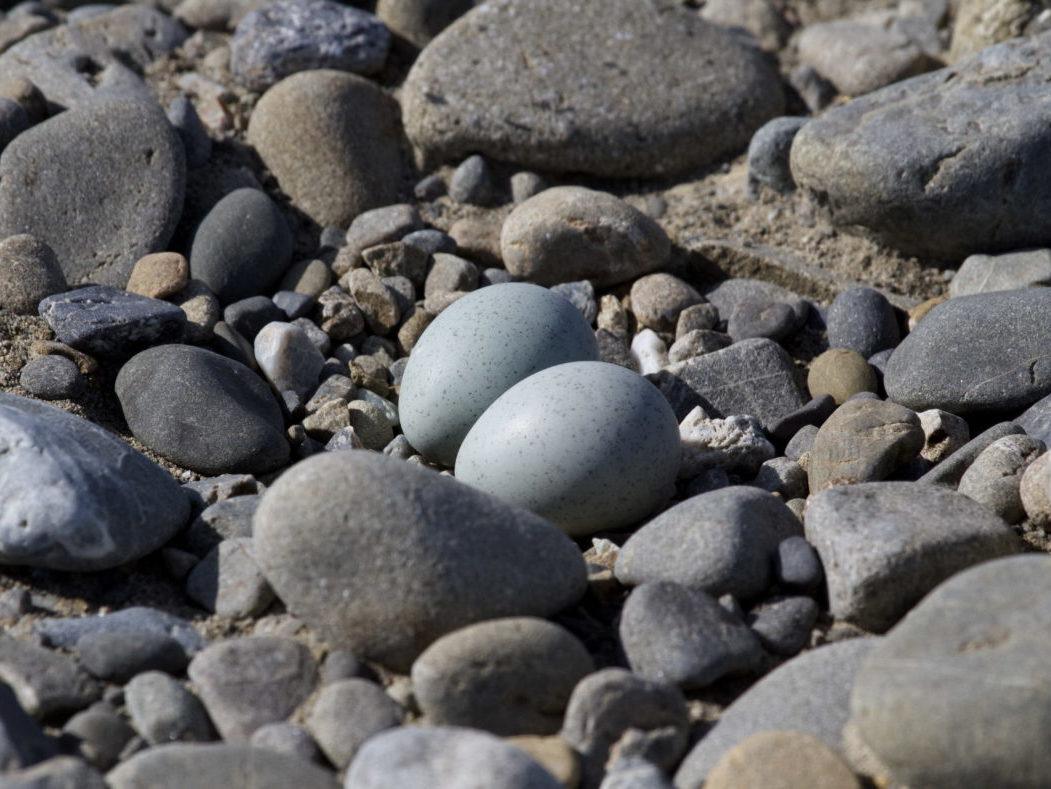 2 wrybill eggs in a rocky nest