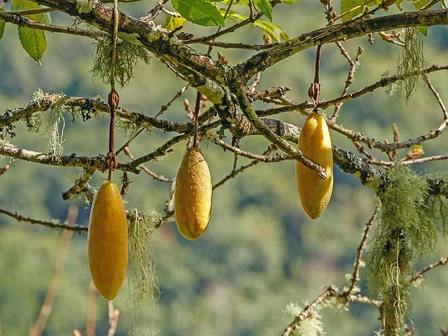 Hanging banana passion vine with three big yellow fruit