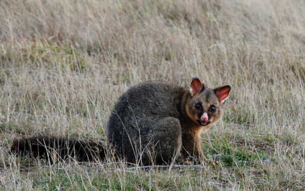 A possum in a dry grassy field.