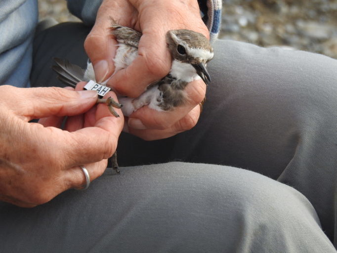 Close up of bird being banded