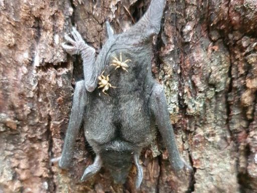 image of bat with bat flies on it's back