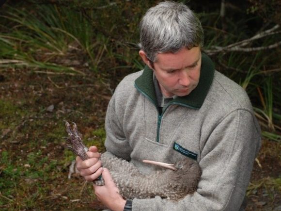 Chris Goulding from DOC holding a great spotted kiwi/roroa during a release in Kahurangi National Park in 2016. Photo: DOC (via Wikimedia Commons).
