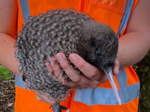 A kiwi in a ranger's hands