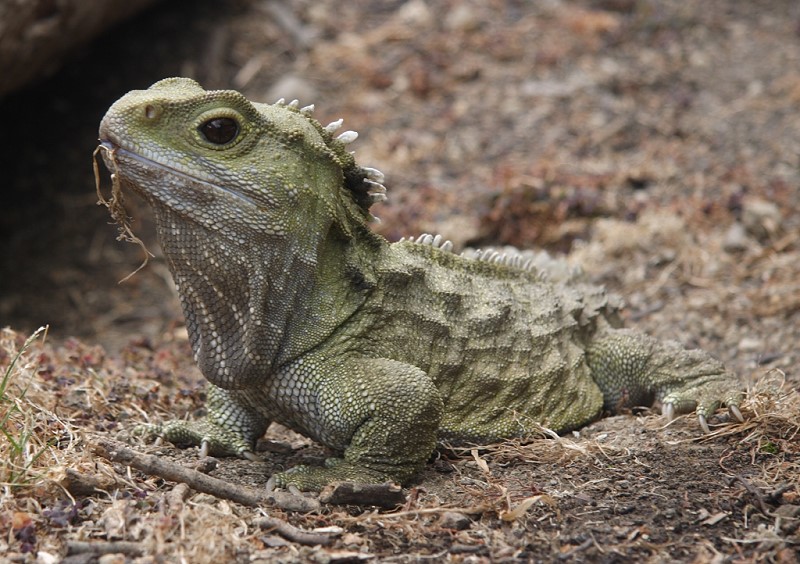 Southland Museum's Henry the Tuatara