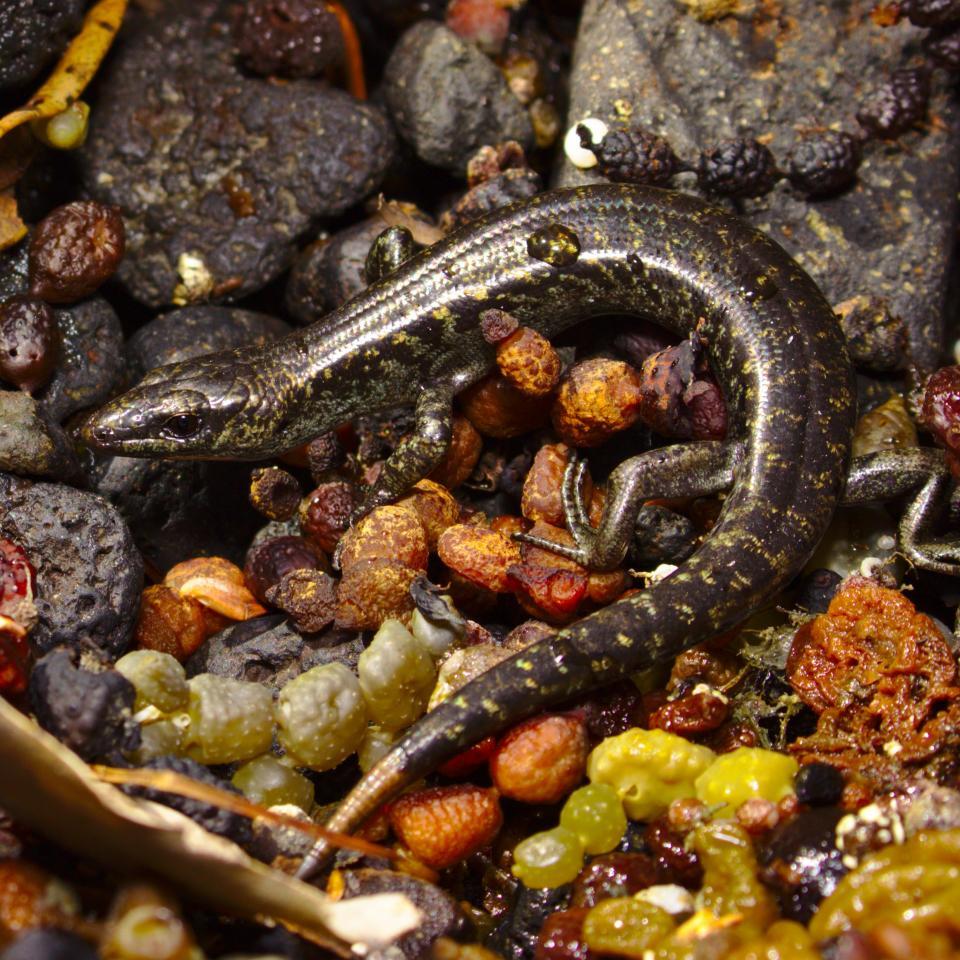 An egg-laying skink lying in colourful seaweed..