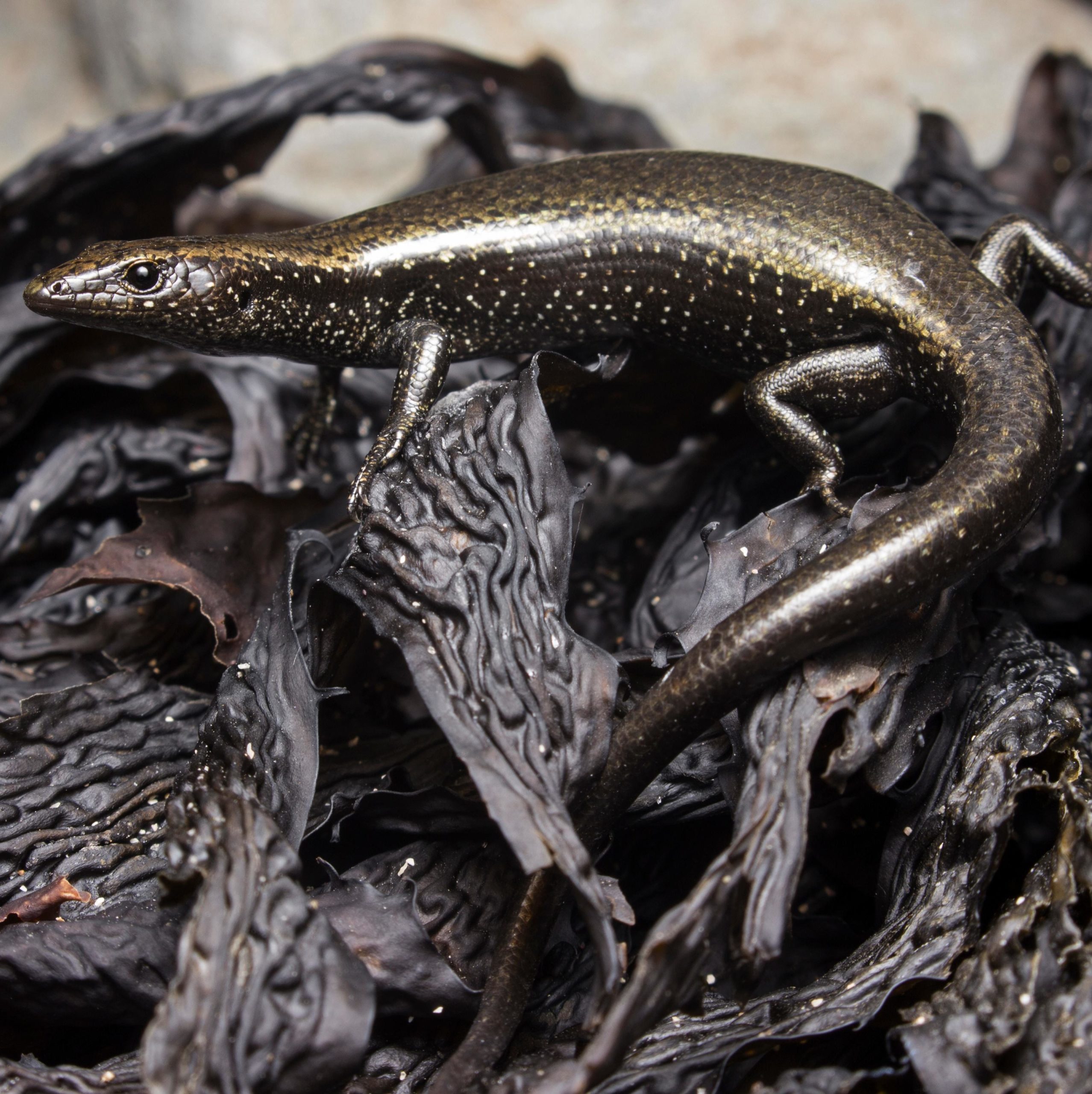 Shore skinks come in many different colours and patterns that are determined by their habitat. This is an image of a boulder beach morph shore skink.