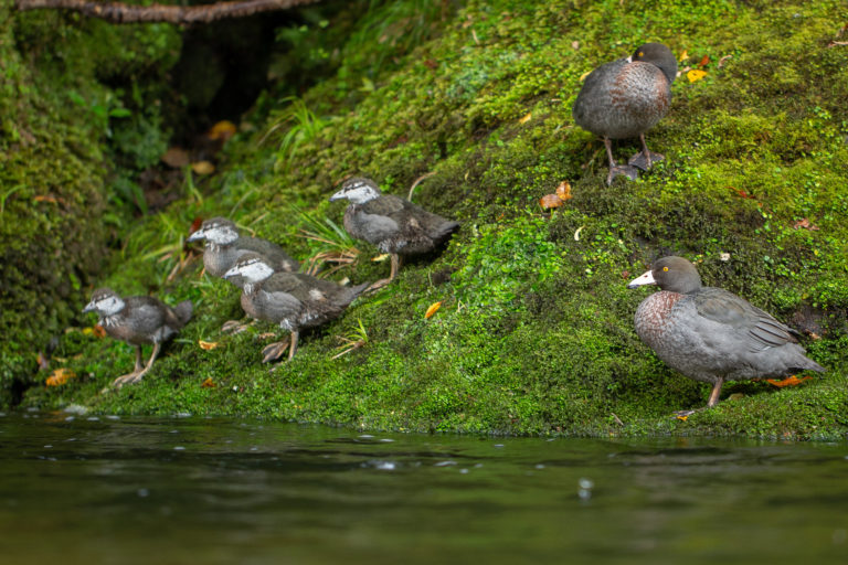 A family of whio:two adults and three chicks on a mossy rock beside a river