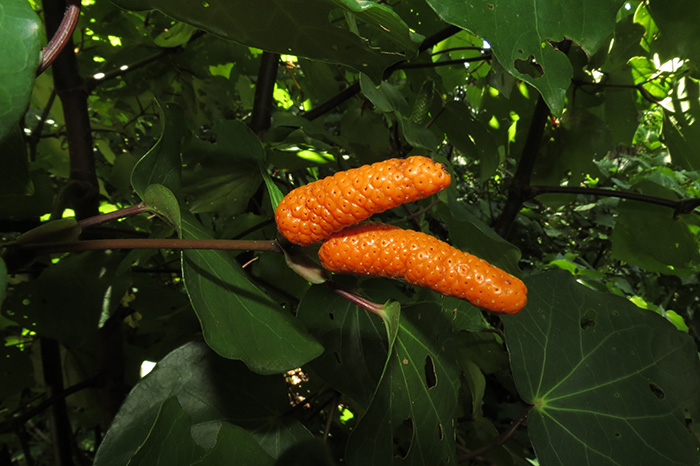 Ripe orange kawakawa berries are a part of the shore skinks diet.