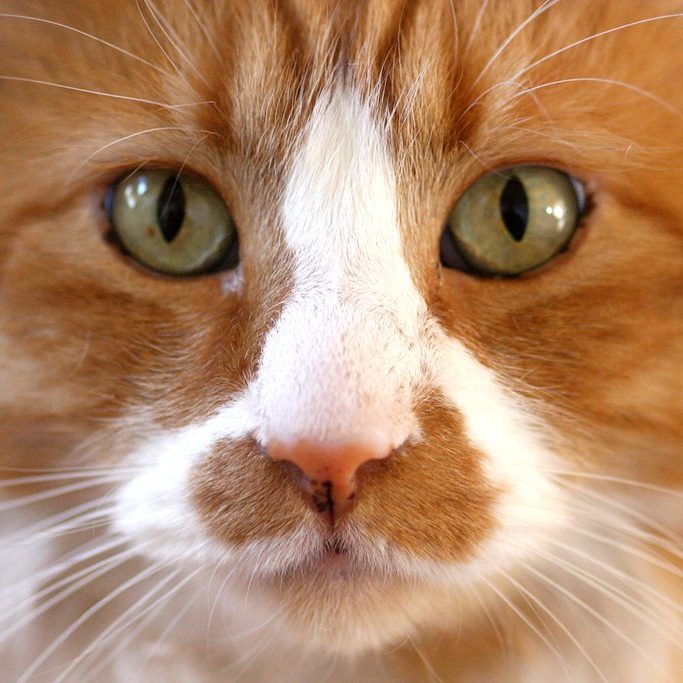 A close up of a ginger cat