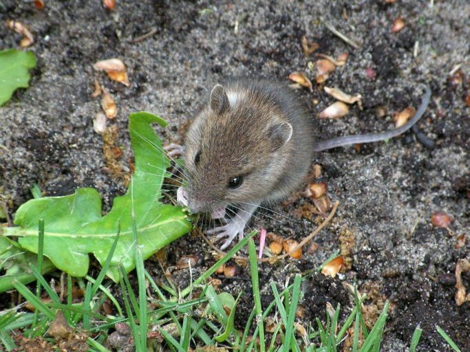 Image of of a mouse eating a leaf