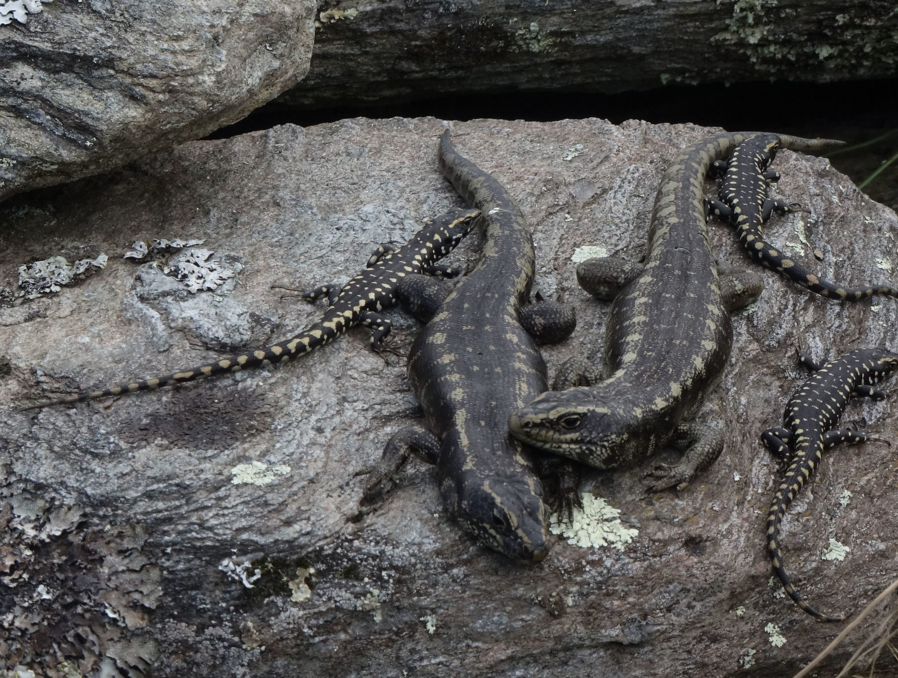 two large skinks and three small skinks on a rock