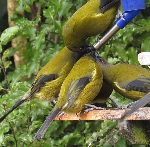 bellbirds around a nectar feeder