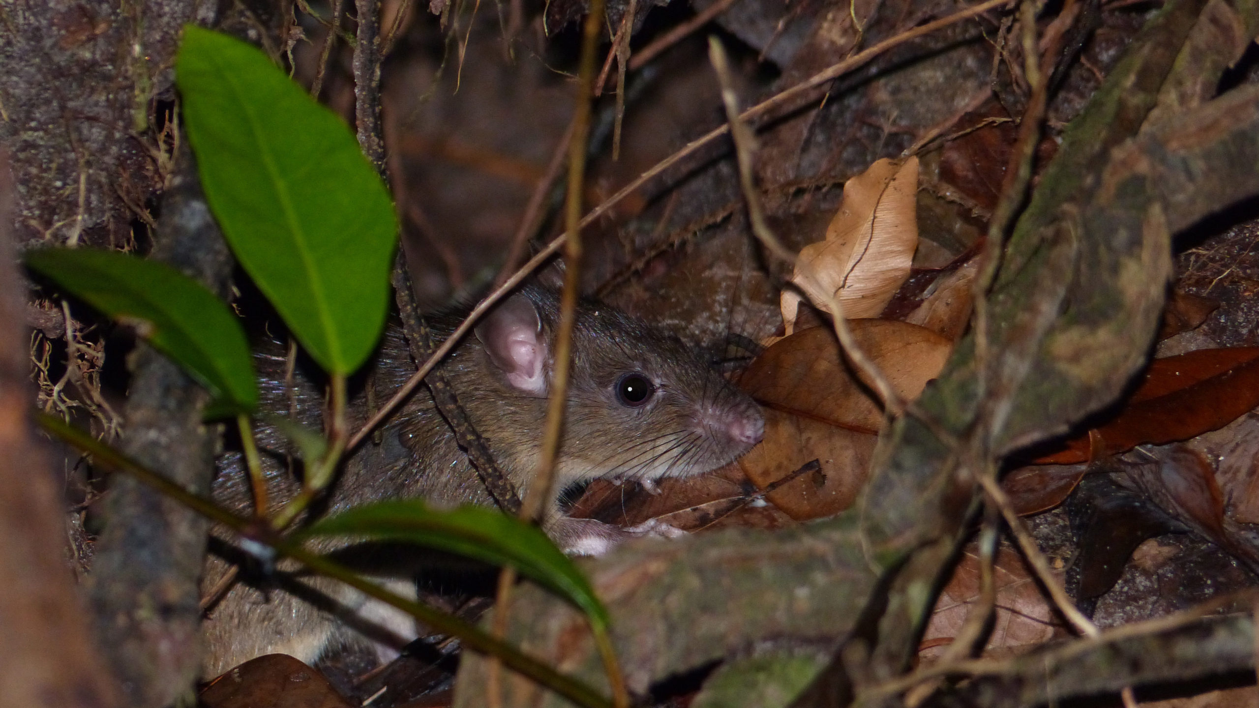 Rat in some leaf litter