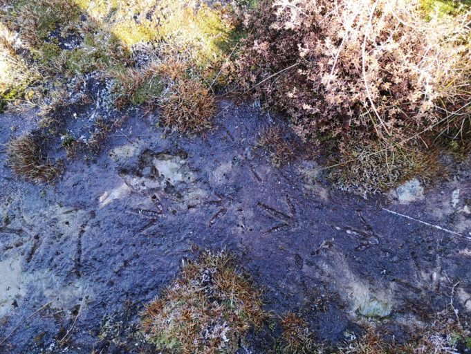 kiwi feet prints in wet mud