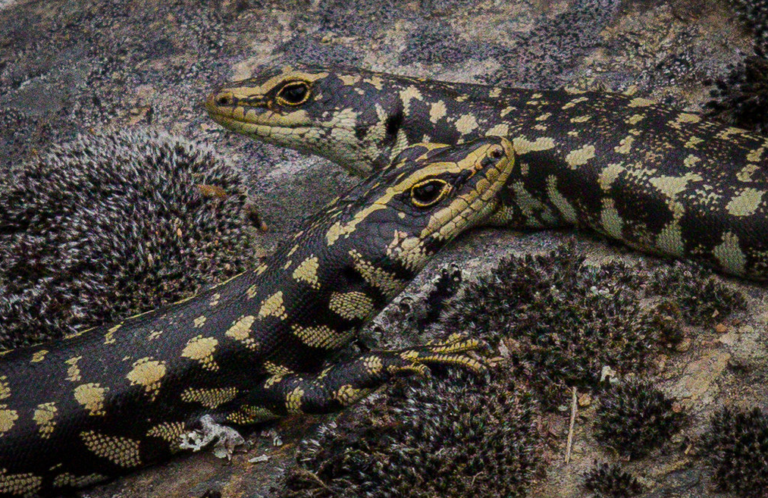 Two Otago skinks showing their beautiful distinct patterns