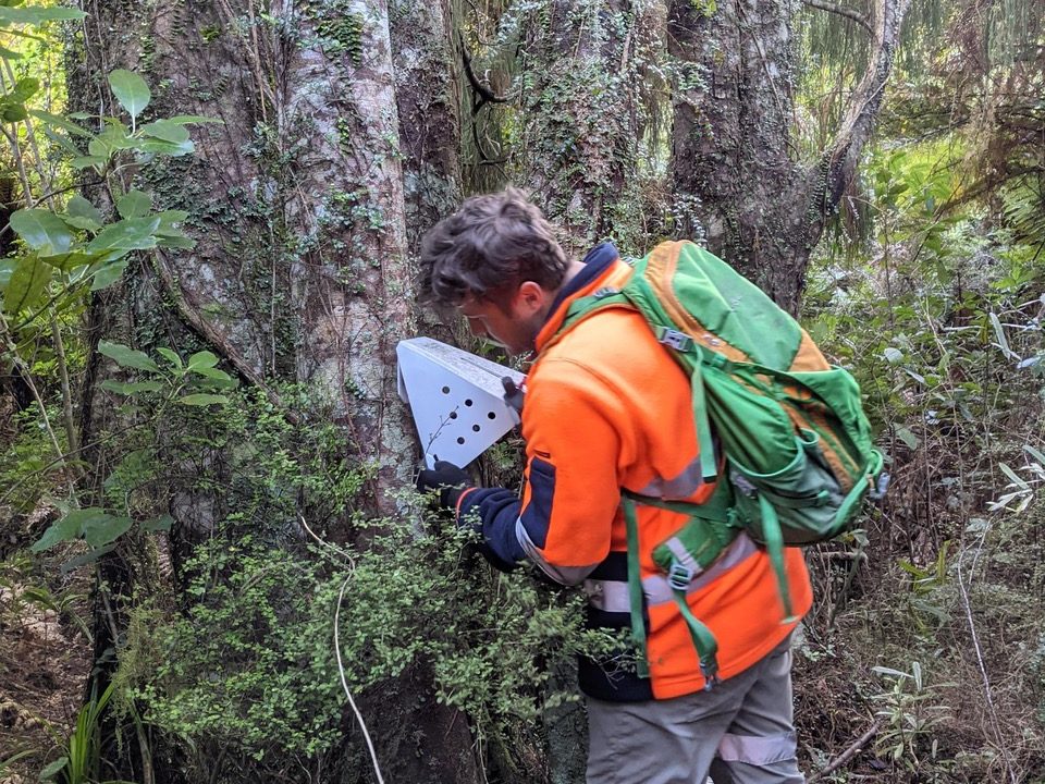 A worker sets up a possum trap in beech forest