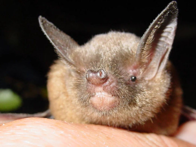 A close-up of the Short tailed bat