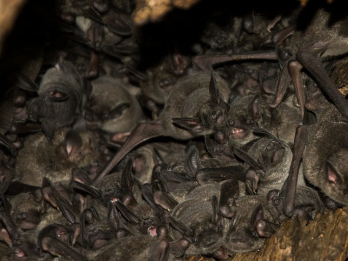 an image of a group of bats