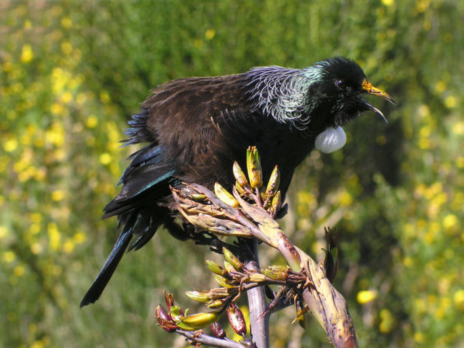 Tūī singing from the top of a harakeke branch