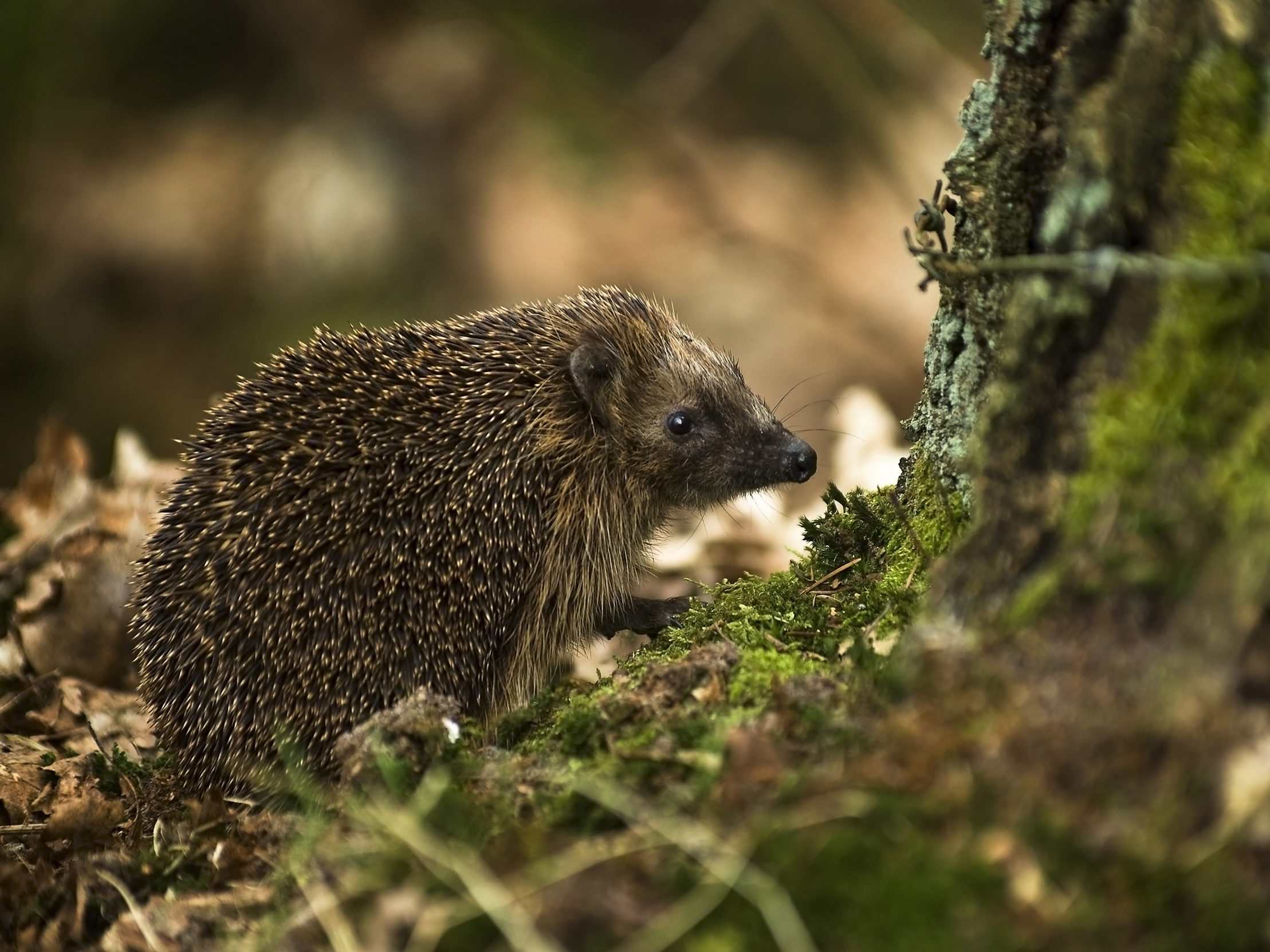 A hedgehog approaches a tree