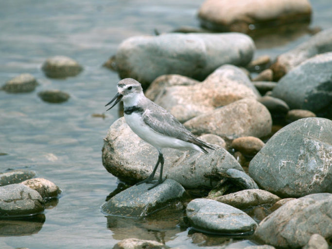 A wrybill plover standing on a rock