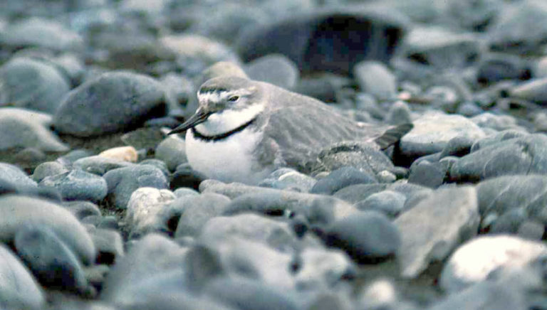 Wrybill sitting on eggs