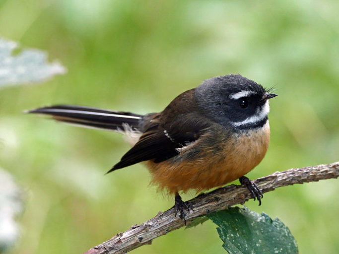 Image of a fantail sitting on a branch