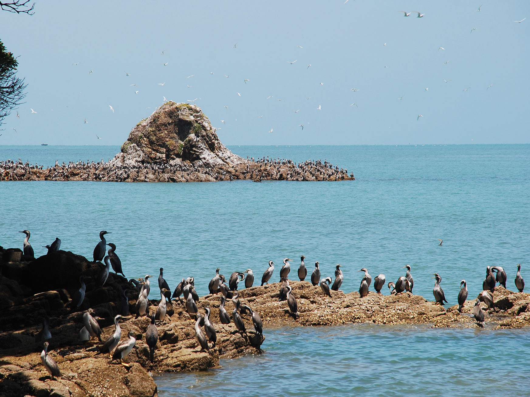 A large group of shags on a rocky outcrop