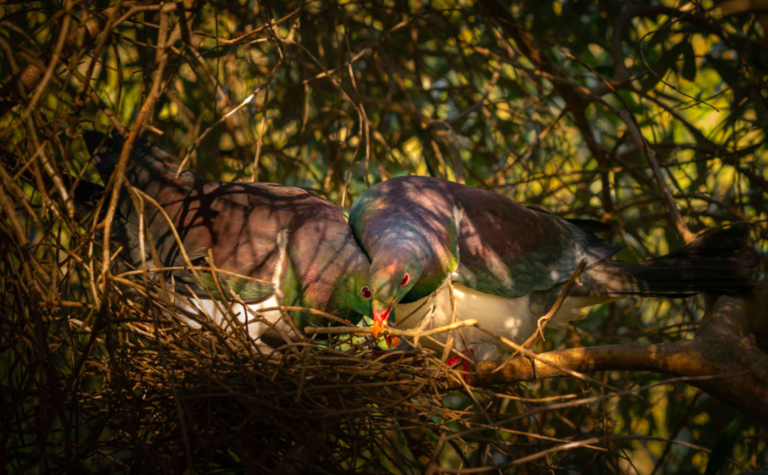 Two kereru in a nest